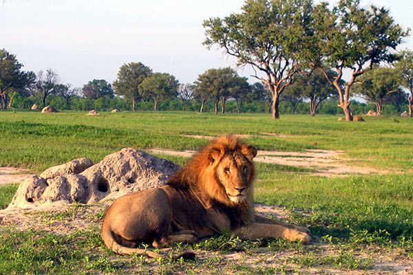 lion-hwange