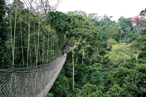 taman_negara_canopy_walkway