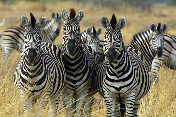 zebra_botswana_edit