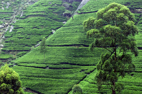 sri-lanka-caj