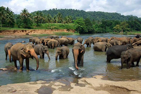 sri-lanka-sloni